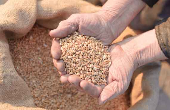 Where Do BGMC Offerings Come From?